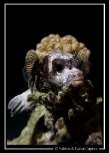 Picture of an Arothron taken during a night dive in Sharm... by Raoul Caprez 